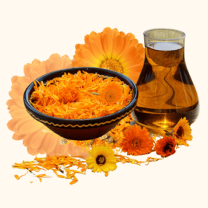 Calendula